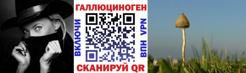 Псилоцибиновые грибы Psilocybine cubensis где найти наркотики Елизаветинская